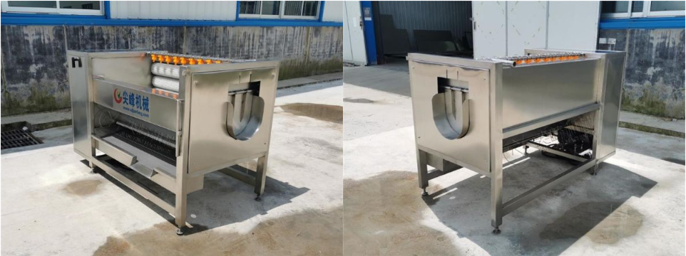 球根茎类去皮清洗机器设备